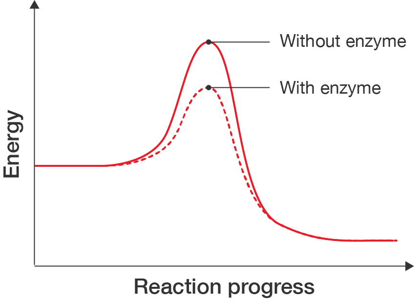 Graph showing change in energy as a reaction progresses. Without enzyme, the energy increases and reaches a peak before decreasing. With enzyme, the curve does not peak as high.